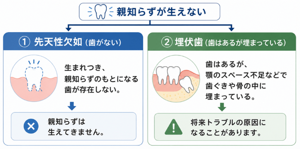 親知らずが生えない2つの原因の図